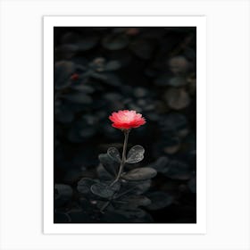 Single Red Flower In The Dark 2 Art Print