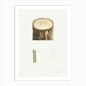 Tree Stump And Plant Stem, Pierre Joseph Redoute Art Print