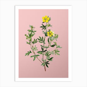 Vintage Yellow Buttercup Flowers Botanical on Soft Pink n.0136 Art Print