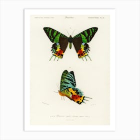 Madagascan Sunset Moth (Urania Riphaeus), Charles Dessalines D' Orbigny Art Print