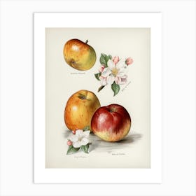 Apple Blossoms 6 Art Print