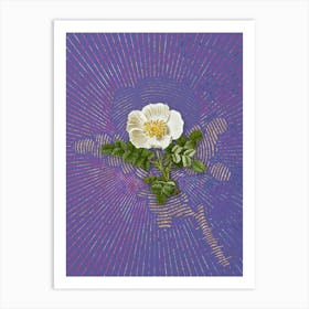 Vintage White Burnet Rose Botanical Illustration on Veri Peri n.0637 Art Print