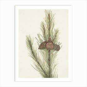 Pine Cones 5 Art Print