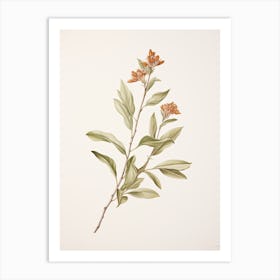 Cinnamon Vintage Botanical Herbs 1 Art Print