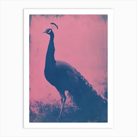 Pink Peacock Cyanotype In The Wild  1 Art Print