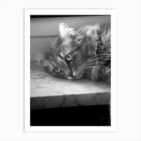 Cat Portrait | Black and White Animal Photography Art Print