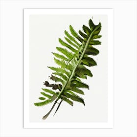 Ebony Spleenwort Wildflower Watercolour Art Print