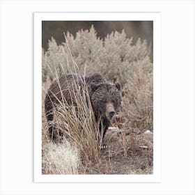 Bear In Sagebrush Art Print