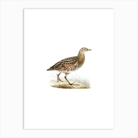 Vintage Corn Crex Bird Illustration on Pure White Art Print