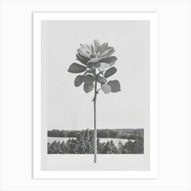 Rose Flower Photo Collage 3 Art Print