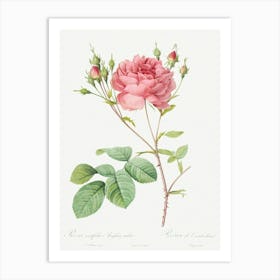 Cumberland Rose, Pierre Joseph Redoute Art Print