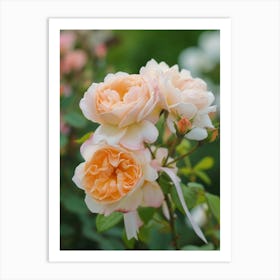 English Roses Painting Rose With A Ribbon 2 Art Print