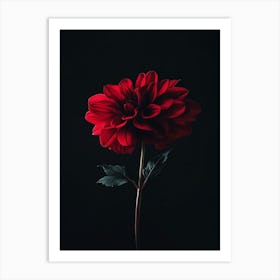 Red Dahlia 1 Poster