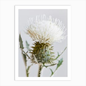 Thistle 6 Art Print