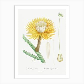 Cactus Grandiflorus, Pierre Joseph Redoute Art Print
