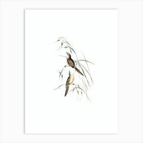Vintage Tawny Grassbird Bird Illustration on Pure White n.0405 Art Print