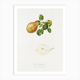 Pear (Pyrus Spaddonia) From Pomona Italiana (1817 1839), Giorgio Gallesio Art Print