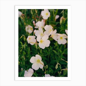 Texas Wildflower IV on Film Art Print