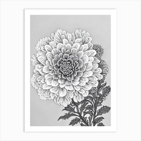 Queen Anne's Lace B&W Pencil 2 Flower Art Print