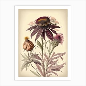 Echinacea Spices And Herbs Retro Drawing 2 Art Print