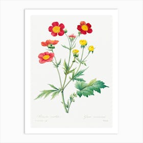 Red Avens, Pierre Joseph Redoute Art Print