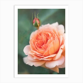 Peach Rose Art Print