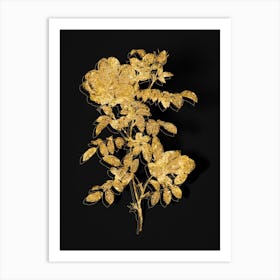 Vintage Red Sweetbriar Rose Botanical in Gold on Black n.0126 Art Print