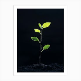 Young Plant Sprouting From The Ground 1 Art Print