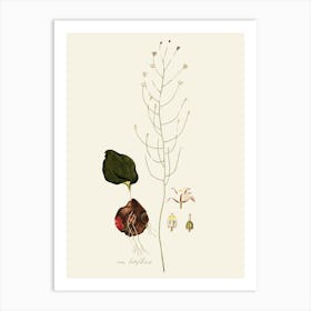 Beetle 1 Art Print