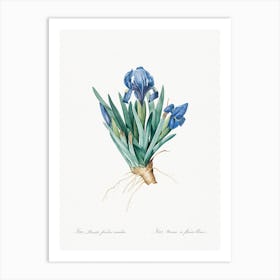Pygmy Iris Illustration From Les Liliacées, Pierre Joseph Redouté Art Print