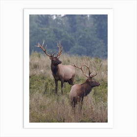 Pair Of Elk Art Print