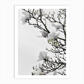 White Magnolia Happiness Art Print