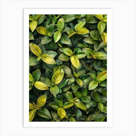 Green Leaves On A Wall Art Print