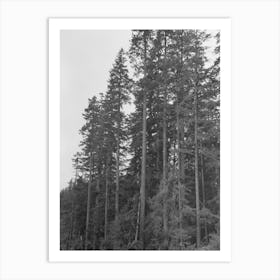 Trunks Of Trees On Holdings Of The Long Bell Lumber Company, Cowlitz County, Washington By Russell Lee Art Print