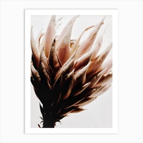 Protea Flower 5 Art Print
