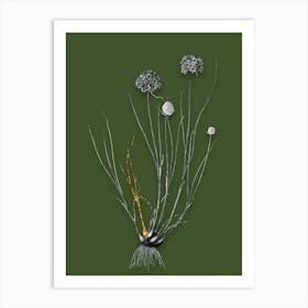 Vintage Allium Globosum Black and White Gold Leaf Floral Art on Olive Green n.0877 Art Print