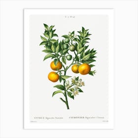 Bitter Sweet Oranges, Pierre Joseph Redoute Art Print