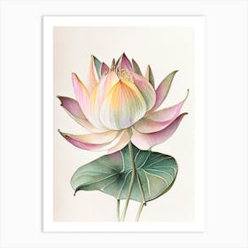 Early Lotus Watercolour Ink Pencil 1 Art Print