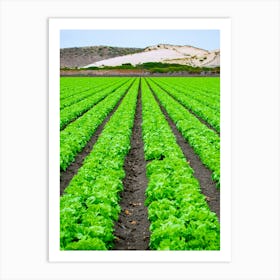 Lettuce Field — Stock Photo Art Print