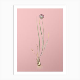 Vintage Allium Foliosum Botanical on Soft Pink n.0496 Art Print