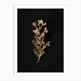 Vintage Adenocarpus Botanical in Gold on Black n.0257 Art Print