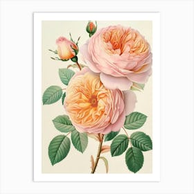 English Roses Painting Detailed Botanical 4 Art Print