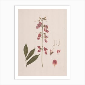 Millettia Ferruginea (Hochst.) Baker, Luigi Balugani Art Print