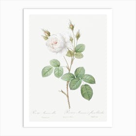 White Moss Rose, Pierre Joseph Redoute Art Print