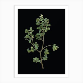 Vintage European Buckthorn Botanical Illustration on Solid Black Art Print