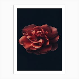 Red Rose 31 Art Print