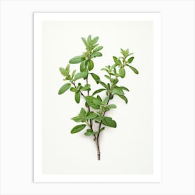 Thyme Vintage Botanical Herbs 3 Art Print