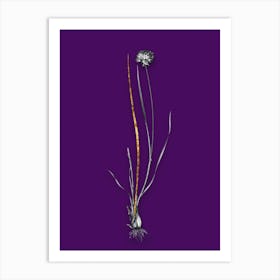 Vintage Allium Foliosum Black and White Gold Leaf Floral Art on Deep Violet n.0928 Art Print