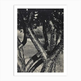 The Dancing Trees (1922), Alfred Stieglitz Art Print