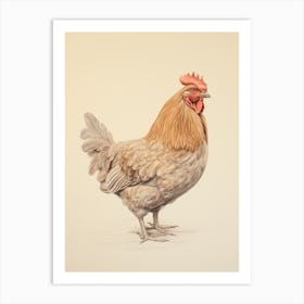 Vintage Bird Drawing Chicken 1 Art Print